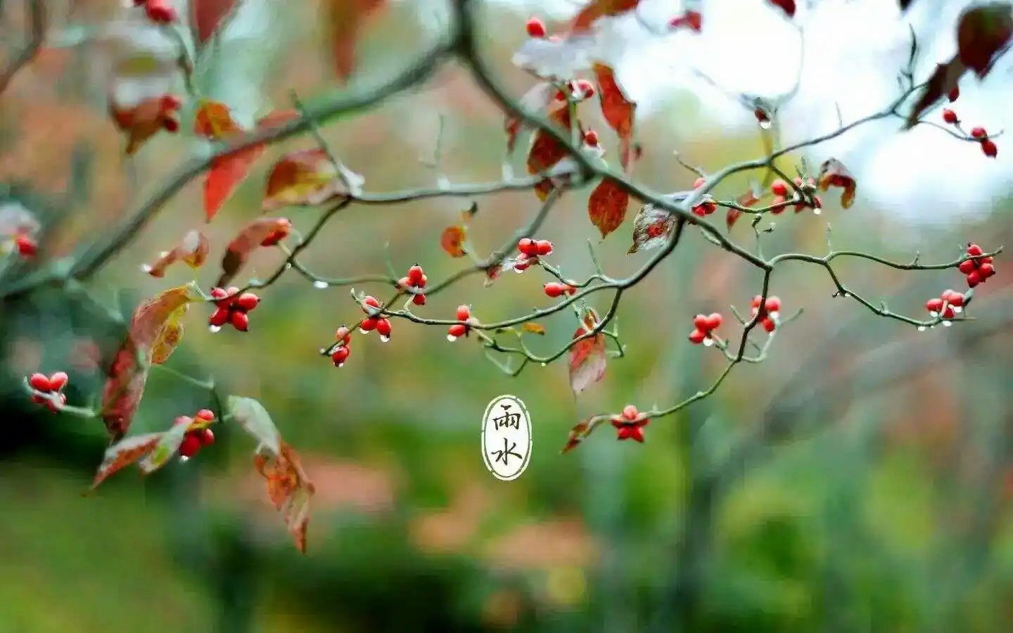 雨水