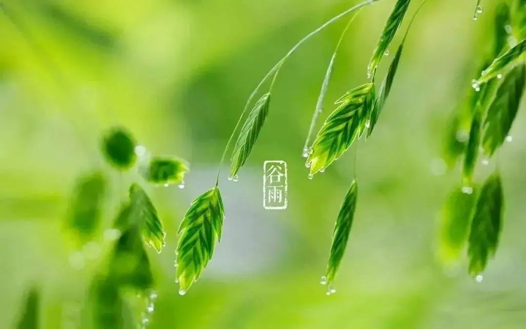 6谷雨